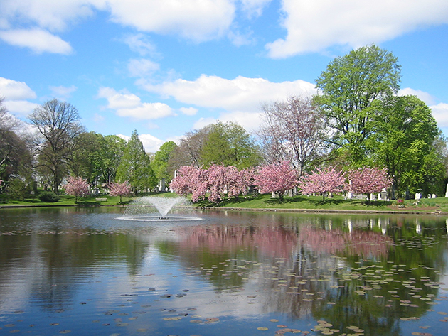 Cherry Blossoms at Green-Wood Brooklyn